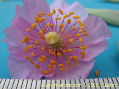 Bild von Calandrinia chanaralensis (). Klicken Sie, um den Ausschnitt zu vergrössern.