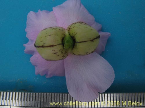 Фотография Calandrinia chanaralensis (). Щелкните, чтобы увеличить вырез.