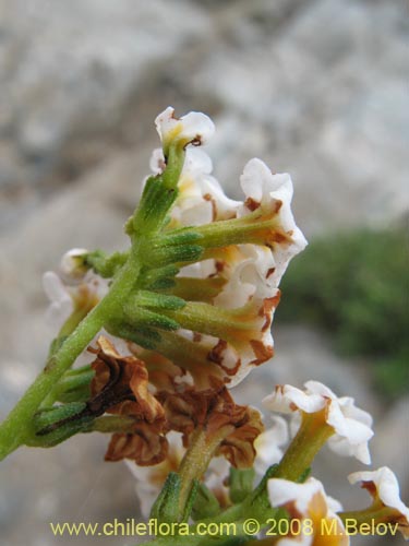 Imágen de Heliotropium philippianum (). Haga un clic para aumentar parte de imágen.