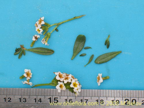 Image of Heliotropium philippianum (). Click to enlarge parts of image.