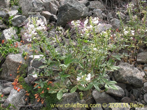 Cleome chilensis的照片