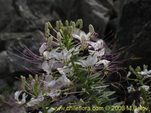 Фотография Cleome chilensis (). Щелкните, чтобы увеличить вырез.