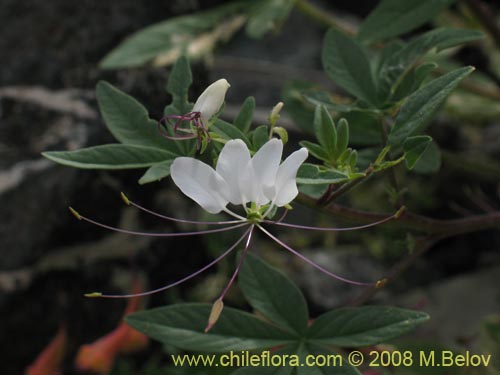 Imágen de Cleome chilensis (). Haga un clic para aumentar parte de imágen.