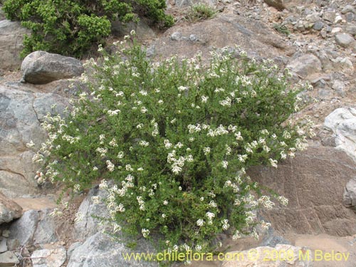 Imágen de Heliotropium philippianum (). Haga un clic para aumentar parte de imágen.