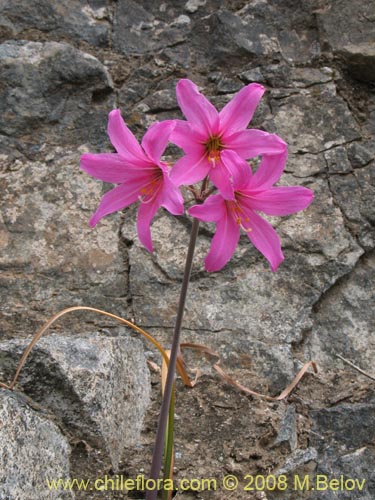 Image of Rhodophiala laeta (Añañuca rosada). Click to enlarge parts of image.