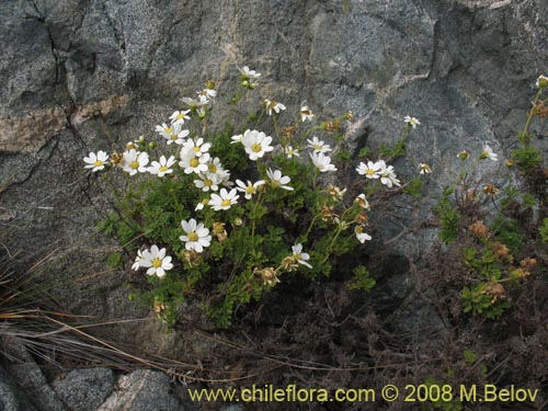 Asteraceae sp. #Z 8024の写真