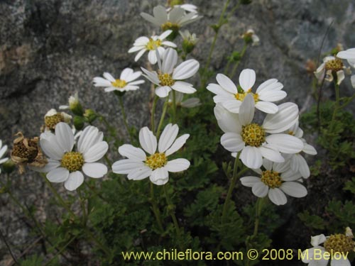 Bild von Asteraceae sp. #Z 8024 (). Klicken Sie, um den Ausschnitt zu vergrössern.