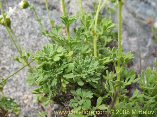 Asteraceae sp. #Z 8024的照片