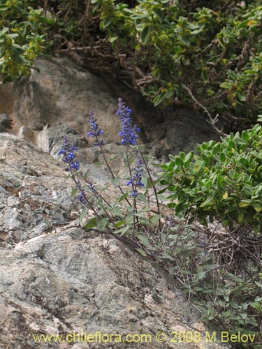 Imágen de Salvia gilliesii (Salvia morada). Haga un clic para aumentar parte de imágen.