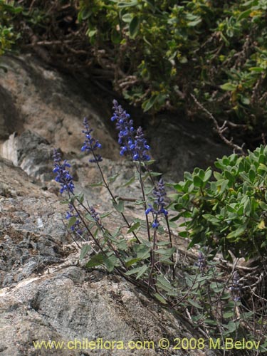 Image of Salvia gilliesii (Salvia morada). Click to enlarge parts of image.