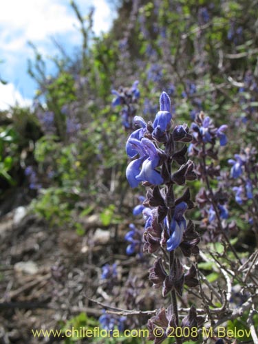 Imágen de Salvia gilliesii (Salvia morada). Haga un clic para aumentar parte de imágen.