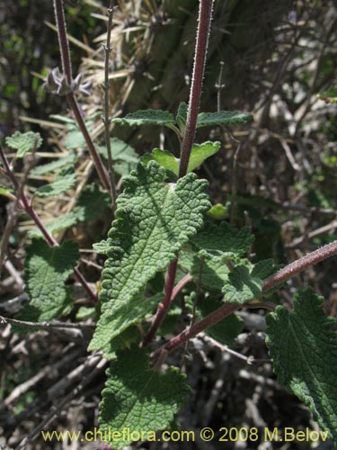 Im�gen de Salvia gilliesii (Salvia morada). Haga un clic para aumentar parte de im�gen.