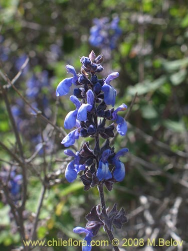 Фотография Salvia gilliesii (Salvia morada). Щелкните, чтобы увеличить вырез.