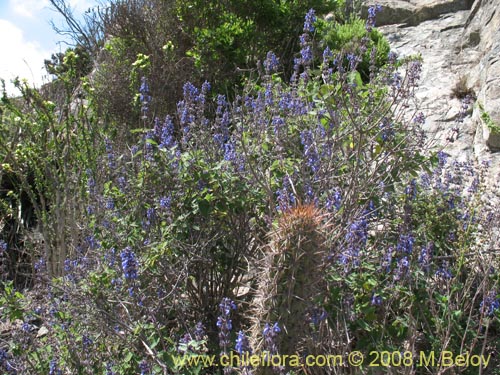 Bild von Salvia gilliesii (Salvia morada). Klicken Sie, um den Ausschnitt zu vergrössern.