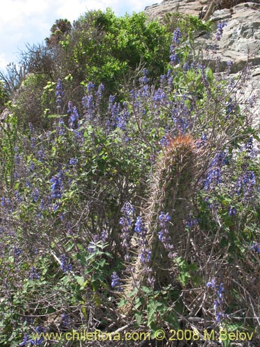 Imágen de Salvia gilliesii (Salvia morada). Haga un clic para aumentar parte de imágen.