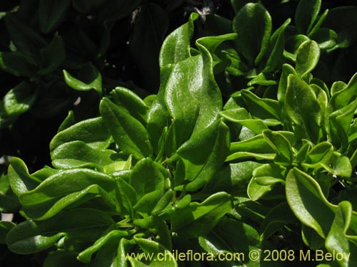 Anisomeria littoralis의 사진
