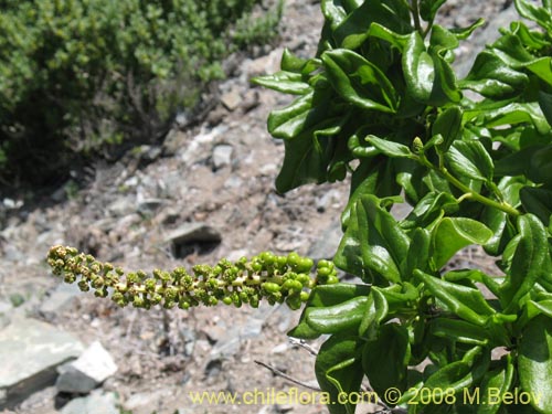 Anisomeria littoralis의 사진
