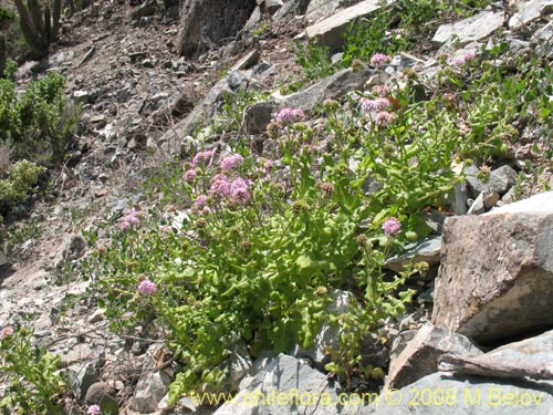 Image of Polyachyrus annus (Guata de lagarto). Click to enlarge parts of image.