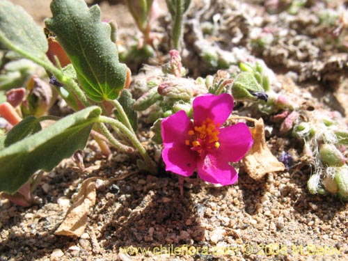 Imágen de Portulaca philippii (). Haga un clic para aumentar parte de imágen.