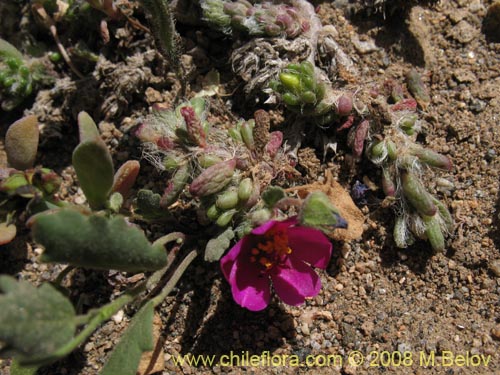 Imágen de Portulaca philippii (). Haga un clic para aumentar parte de imágen.