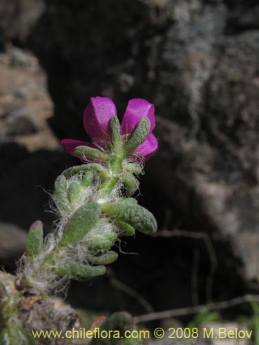 Bild von Portulaca philippii (). Klicken Sie, um den Ausschnitt zu vergrössern.