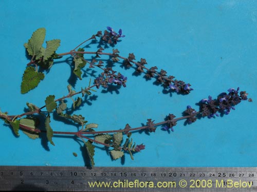 Image of Salvia gilliesii (Salvia morada). Click to enlarge parts of image.