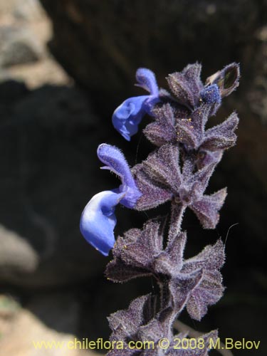 Imágen de Salvia gilliesii (Salvia morada). Haga un clic para aumentar parte de imágen.