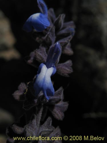 Фотография Salvia gilliesii (Salvia morada). Щелкните, чтобы увеличить вырез.