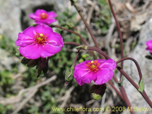 Imágen de Calandrinia sp. #8179 (). Haga un clic para aumentar parte de imágen.