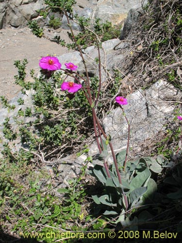 Imágen de Calandrinia sp. #8179 (). Haga un clic para aumentar parte de imágen.