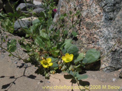 Imágen de Calandrinia littoralis (). Haga un clic para aumentar parte de imágen.