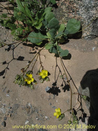 Imágen de Calandrinia littoralis (). Haga un clic para aumentar parte de imágen.