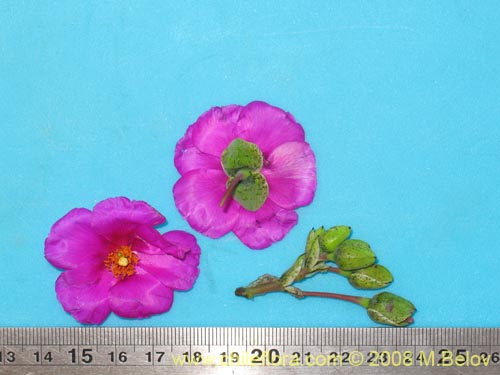 Image of Calandrinia sp. #8179 (). Click to enlarge parts of image.