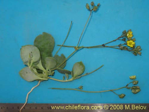 Calandrinia littoralis的照片