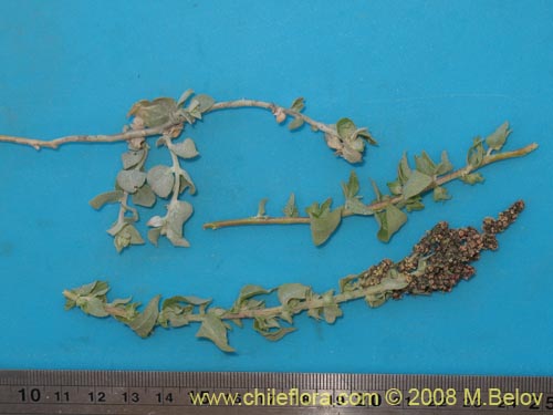 Image of Atriplex sp. #8180 (). Click to enlarge parts of image.