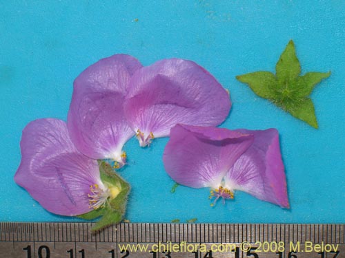 Image of Cristaria integerrima (). Click to enlarge parts of image.