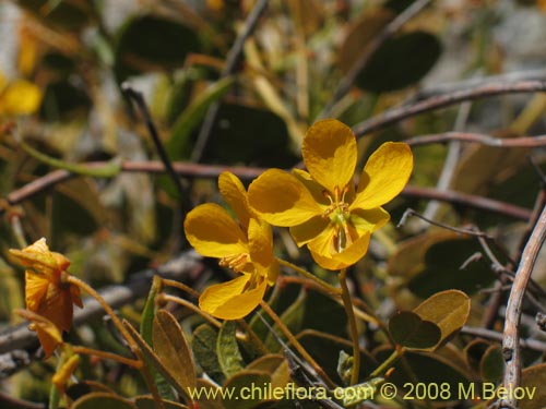 Image of Senna brogniartii (). Click to enlarge parts of image.