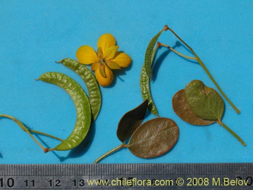 Image of Senna brogniartii (). Click to enlarge parts of image.