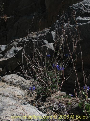 Imágen de Dalea azurea (). Haga un clic para aumentar parte de imágen.