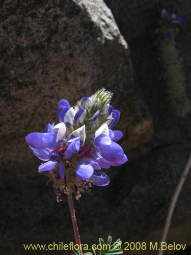 Bild von Dalea azurea (). Klicken Sie, um den Ausschnitt zu vergrössern.