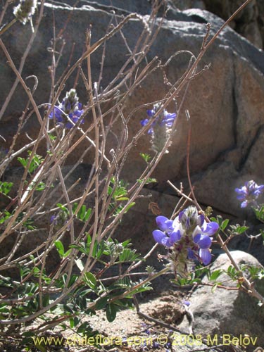 Image of Dalea azurea (). Click to enlarge parts of image.