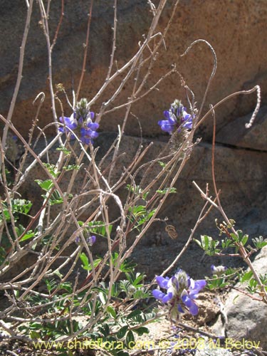 Bild von Dalea azurea (). Klicken Sie, um den Ausschnitt zu vergrössern.