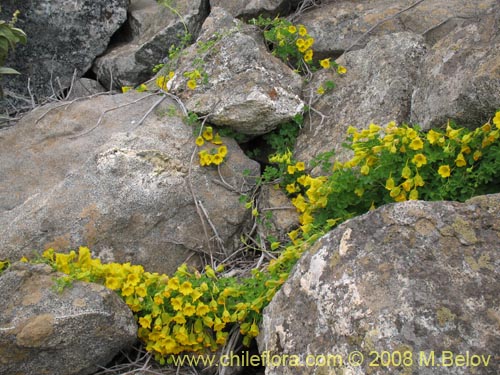 Tropaeolum beuthii的照片