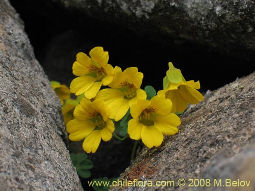 Tropaeolum beuthii的照片