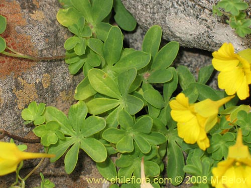 Tropaeolum beuthii의 사진