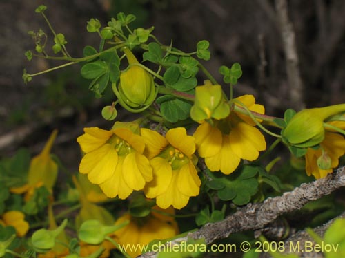 Imágen de Tropaeolum beuthii (). Haga un clic para aumentar parte de imágen.