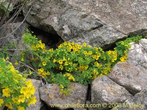 Фотография Tropaeolum beuthii (). Щелкните, чтобы увеличить вырез.