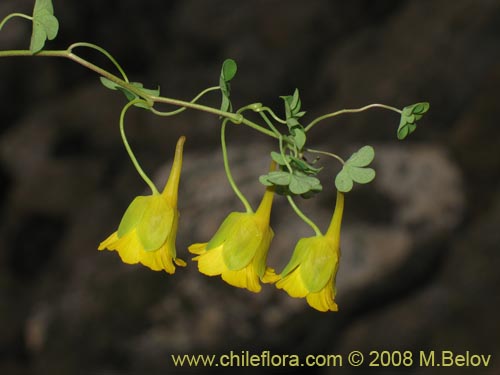 Bild von Tropaeolum beuthii (). Klicken Sie, um den Ausschnitt zu vergrössern.