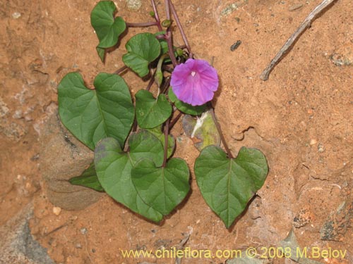 Imágen de Ipomoea dumetorum (). Haga un clic para aumentar parte de imágen.