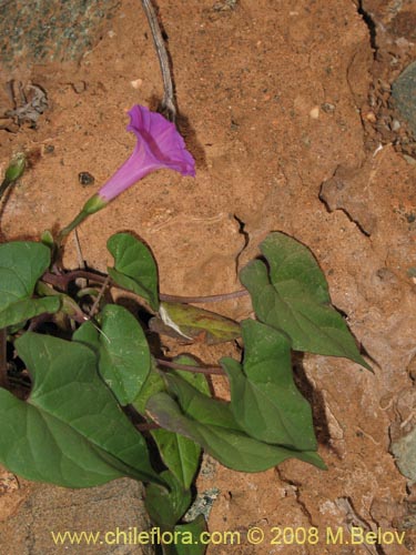 Imágen de Ipomoea dumetorum (). Haga un clic para aumentar parte de imágen.